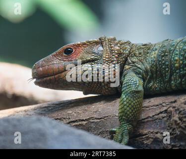 nördliche Kaimane oder Dracaena-Eidechse, die auf einem Zweig im zoologischen Park von Paris liegt, früher bekannt als Bois de Vincennes, 12. Arrondissement Stockfoto