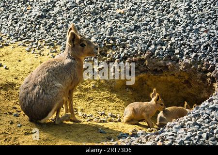 Patagonisches Mara und Babys im zoologischen Park von Paris, früher bekannt als Bois de Vincennes, 12. Arrondissement von Paris Stockfoto