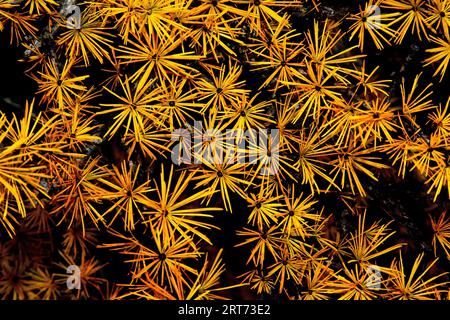 Wunderschöne botanische Aufnahme, natürliche Tapeten, Lichteffekte, die gelbe herbstliche Lärchennadeln abstrakt in ein Bild verwandeln, das wie Feuer aussieht Stockfoto