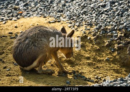 Patagonisches Mara und Babys im zoologischen Park von Paris, früher bekannt als Bois de Vincennes, 12. Arrondissement von Paris Stockfoto