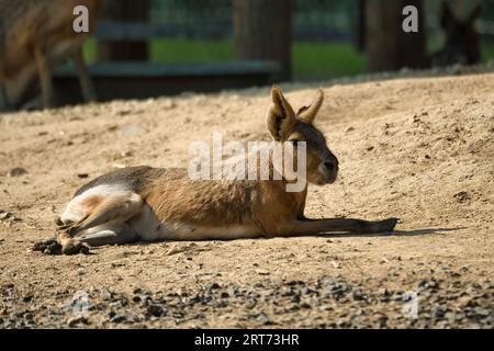 Patagonisches Mara und Babys im zoologischen Park von Paris, früher bekannt als Bois de Vincennes, 12. Arrondissement von Paris Stockfoto