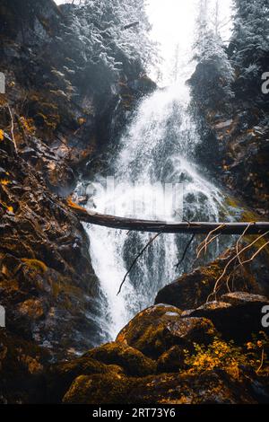 Wunderschöner und kraftvoller schneebedeckter Wasserfall mit gefrorenen und nebligen Kiefern rundherum. Gebirgswasserfall mit starkem Balgfluss. Nebeliges Land Stockfoto