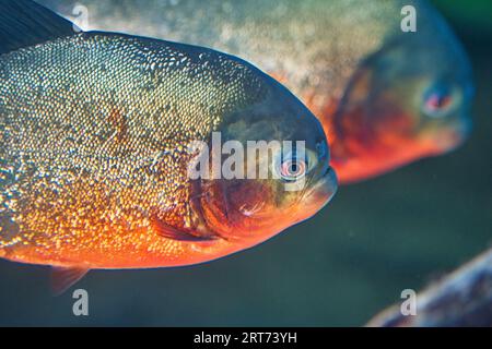 Rotbauchpiranha im zoologischen Park von Paris, früher bekannt als Bois de Vincennes, 12. Arrondissement von Paris Stockfoto