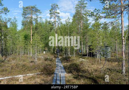 Pfad zum Versteck für Bärenfotografie im finnischen Taiga-Wald Stockfoto