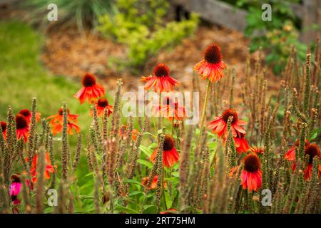 Viele Echinacea- oder Kegelblüten in einem Garten in voller Blüte Stockfoto