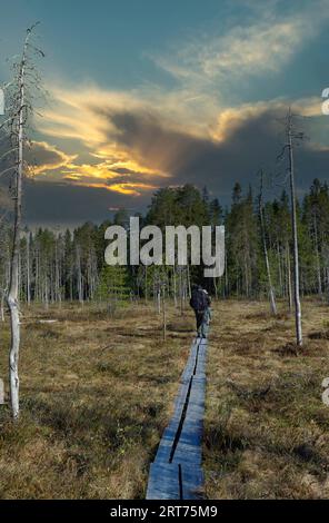 Pfad zum Versteck für Bärenfotografie im finnischen Taiga-Wald Stockfoto