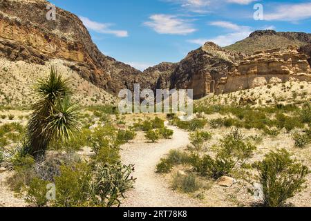 Die Landschaft des Big Bend National Park: Ein Wanderweg führt durch grüne Wüstensträucher in Richtung eines felsigen Canyons an einem sonnigen Tag im April. Stockfoto