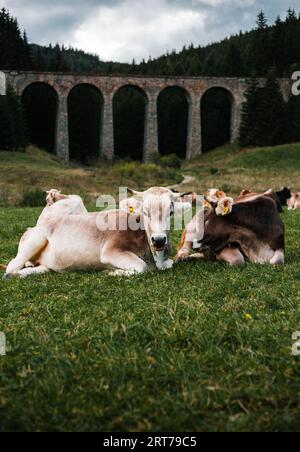 Vertikales Porträt schöner und süßer brauner und weißer Kühe, die auf dem Gras liegen und vor der Kamera posieren. Junge Kühe auf der grünen Wiese mit Wald auf BA Stockfoto