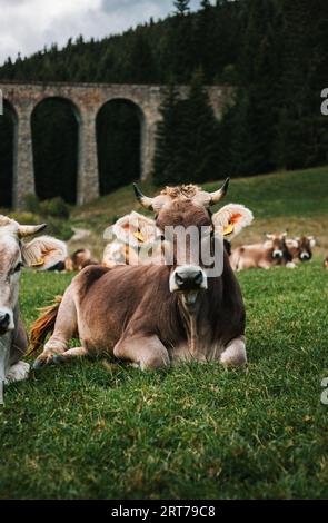 Vertikales Porträt einer schönen und süßen braunen, blinkenden Kuh, die auf dem Gras liegt und vor der Kamera posiert. Junge Kuh auf der grünen Wiese mit Wald im Hintergrund. Stockfoto