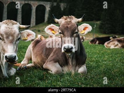 Porträt schöner und süßer brauner und weißer Kühe, die auf dem Gras liegen und vor der Kamera posieren. Junge Kühe auf der grünen Wiese mit Wald im Hintergrund. Stockfoto