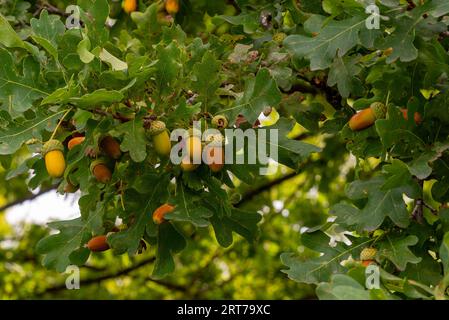 Eicheln am Eichenzweig Stockfoto