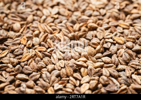 Nahaufnahme kornähnlicher Buchweizensamen (Fagopyrum esculentum). Stockfoto