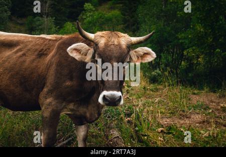 Junge schöne braune Kuh mit niedlichem Gesicht, das auf der Wiese mit Hügeln im Hintergrund vor der Kamera schaut und posiert. Porträt der Kuhfütterung auf dem Gras (Feld) Stockfoto