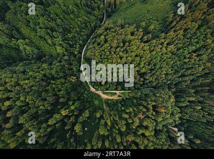 Weitwinkel-Luftaufnahme mit Drohne (Draufsicht) von erstaunlichem grünen Wald mit geschwungener Straße (Weg). Buntes und gesättigtes Bild des Weges in der Natur von oben. Stockfoto