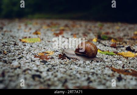 Bild - Schneckenschale auf dem Boden im Wald. Nahaufnahme von Helix-Pomatia-Schnecke im Wald mit Muschelschutz. Stockfoto