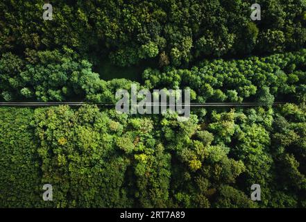 Horizontales Luftbild mit Drohne (Draufsicht) von erstaunlichem grünen Wald mit gerader Straße (Weg). Buntes und gesättigtes Bild des Weges in der Natur von abov Stockfoto