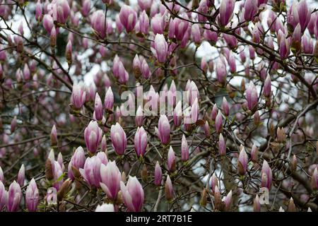 Sulange-Magnolie Schwarze Tulpen-Nahaufnahme auf einem Baumzweigquellenhintergrund Stockfoto