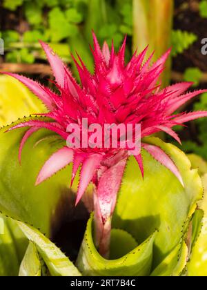 Der rosa Blütenstand der zarten brasilianischen Bromelie Aechmea fasciata, einer Zierpflanze Stockfoto