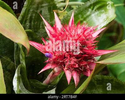 Der rosa Blütenstand der zarten brasilianischen Bromelie Aechmea fasciata, einer Zierpflanze Stockfoto