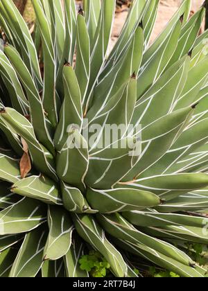 Weisse kantige Blätter des ornamentalen halbharten Sukkulenten Agave victoriae-reginae Stockfoto