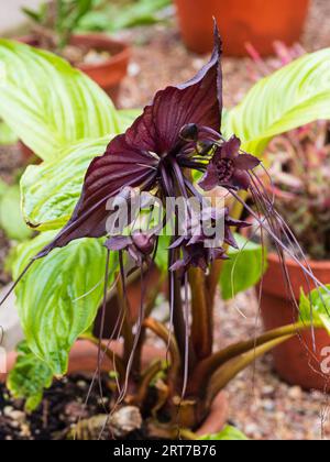 Ungewöhnliche dunkle Blüten und Hochblätter der subtropischen, rhizomatösen ausdauernden schwarzen Fledermausblume Tacca chantrieri Stockfoto