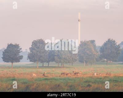 Hirsche vor dem nebelverhangenen päpstlichen Kreuz im Phoenix Park Stockfoto