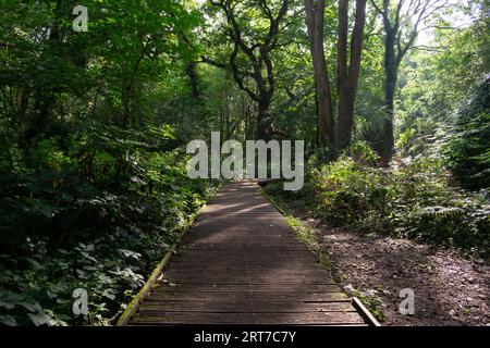 Moseley Bog, Tolkien Old Forest, Black Country, Birmingham, Großbritannien. Waldbrettwanderung mit durchscheinendem Sonnenlicht. Stockfoto