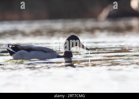 Gänse im Naturschutzgebiet von Sentina Stockfoto