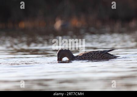 Gänse im Naturschutzgebiet von Sentina Stockfoto