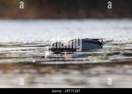 Gänse im Naturschutzgebiet von Sentina Stockfoto