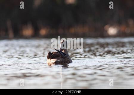 Gänse im Naturschutzgebiet von Sentina Stockfoto