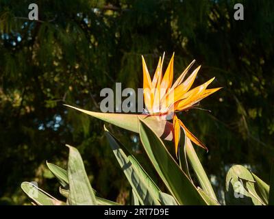 Vogel Des Paradieses Blume, Strelitzia, Wächst Im Royal Botanic Garden, Sydney. NSW, Australien. Stockfoto