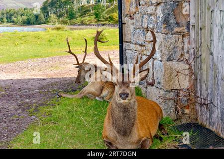 Applecross Bealach na Ba zwei Rothirsche ruhen im Spätsommer im Schatten eines Gebäudes Stockfoto