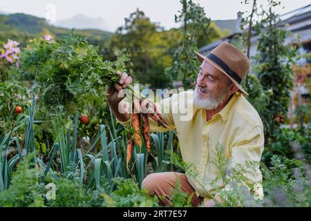 Ein gutaussehender älterer Mann, der Karotten aus dem Boden zieht und die Ernte aus seinem eigenen Garten bewundert. Stockfoto