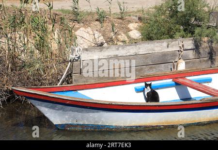 Schwarz-weiße Katze sitzt in einem kleinen hölzernen Ruderboot, das im Kanal nahe Saint-Hippolyte, Südfrankreich, vertäut ist Stockfoto