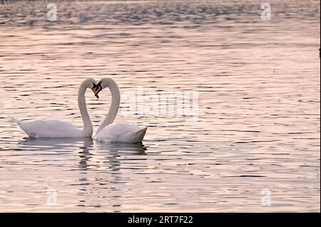 Zwei Wasservögel cygnus olor auf der Moldau geformt in Schwanenherz. Romantisches Stimmungsfoto von zwei Schwanenliebhabern. Stockfoto