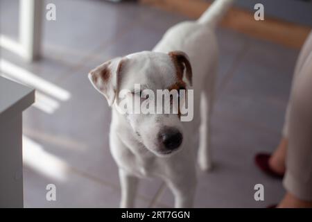 Jack Russell Terrier in einem Haus Nahaufnahme Porträt eines Hundes, der mit einem Auge schwinzt. Stockfoto