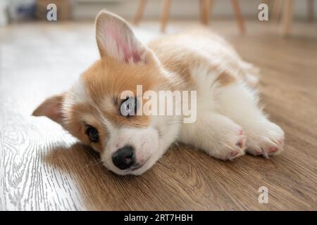 Der niedliche welsh Corgi pembroke liegt auf dem Boden und spielt mit dem Spielzeug Stockfoto