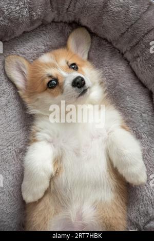 Der niedliche welsh Corgi pembroke liegt auf dem Boden und spielt mit dem Spielzeug Stockfoto