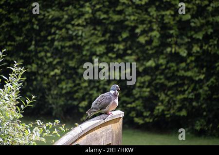 Taube sitzt auf einem Zaun oder Tor Stockfoto
