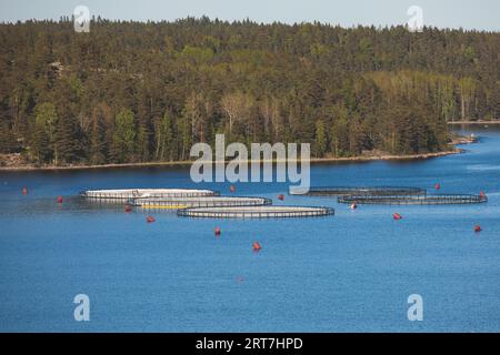 Blick auf kreisförmige Meeresfischfarm-Käfige und runde Fischernetze, Lachszucht, Forelle und Kabeljau, Fütterung der Fische als Futter, mit skandinavischer Seenlandschaft Stockfoto