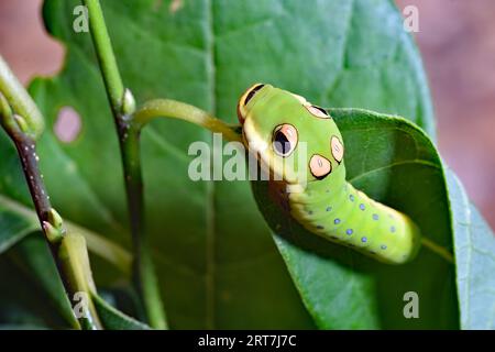 Spicebush Schwalbenschwanzfalter (Papilio troilus) raupe Stockfoto