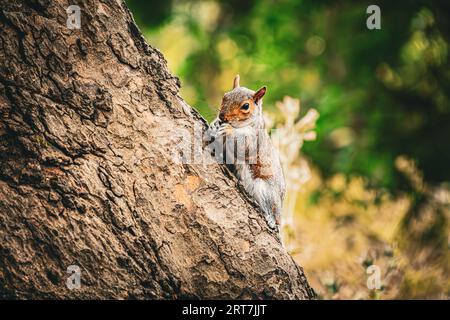 Neugieriges Eichhörnchen auf einem Baum im Londoner Park Stockfoto