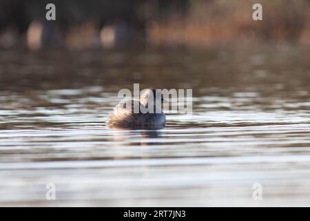 Gänse im Naturschutzgebiet von Sentina Stockfoto