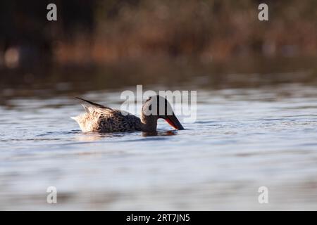 Gänse im Naturschutzgebiet von Sentina Stockfoto