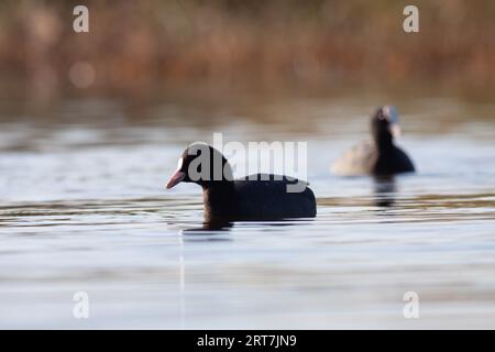 Gänse im Naturschutzgebiet von Sentina Stockfoto