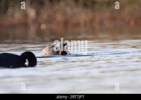 Gänse im Naturschutzgebiet von Sentina Stockfoto