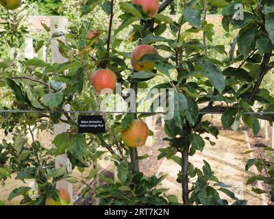 Espalier-Äpfel, die im ummauerten Garten von Kirkleatham wachsen, sind Malus domestica Kidds Orange Red Stockfoto