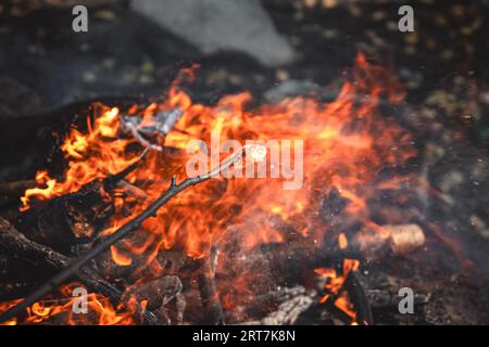 Marshmallows auf einem Stock werden über einem Feuer gehalten Stockfoto