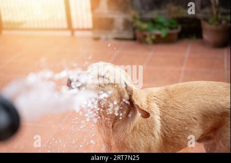 Besprühen des braunen Labrador-Hundes mit Wasser auf sonnigem Tageshintergrund Stockfoto